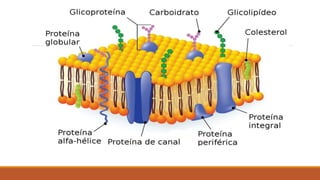 El transporte celular
Es el movimiento constante de sustancias a través de la membrana celular.
El transporte celular pued...