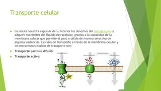 Transporte celular
 La célula necesita expulsar de su interior los desechos del metabolismo y
adquirir nutrientes del líquido extracelular, gracias a la capacidad de la
membrana celular que permite el paso o salida de manera selectiva de
algunas sustancias. Las vías de transporte a través de la membrana celular y
los mecanismos básicos de transporte son:
 Transporte pasivo o difusión:
 Transporte activo:
 