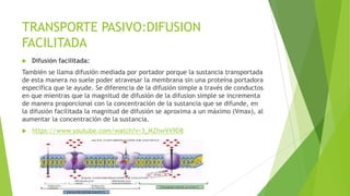 TRANSPORTE PASIVO:DIFUSION
FACILITADA
 Difusión facilitada:
También se llama difusión mediada por portador porque la sustancia transportada
de esta manera no suele poder atravesar la membrana sin una proteína portadora
específica que le ayude. Se diferencia de la difusión simple a través de conductos
en que mientras que la magnitud de difusión de la difusion simple se incrementa
de manera proporcional con la concentración de la sustancia que se difunde, en
la difusión facilitada la magnitud de difusión se aproxima a un máximo (Vmax), al
aumentar la concentración de la sustancia.
 https://www.youtube.com/watch?v=3_MZhwVX9D8
 
