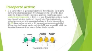 Transporte activo:
 Es el transporte en el que el desplazamiento de moléculas a través de la
membrana celular se realiza en dirección ascendente o en contra de un
gradiente de concentración o contra un gradiente eléctrico de presión
(gradiente electroquímico), es decir, es el paso de sustancias desde un medio
poco concentrado a un medio muy concentrado. Para desplazar estas
sustancias contra corriente es necesario el aporte de energía procedente
del ATP. Las proteínas portadoras del transporte activo poseen actividad
ATPasa, que significa que pueden escindir el ATP para formar ADP o AMP con
liberación de energía de los enlaces fosfato de alta energía
 