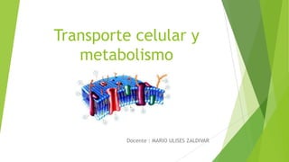 Transporte celular y
metabolismo
Docente : MARIO ULISES ZALDIVAR
 