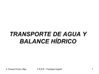 A. Eneque Puicón, Blgo. F.R.N.R. - Fisiología Vegetal 1
TRANSPORTE DE AGUA Y
BALANCE HÍDRICO
 