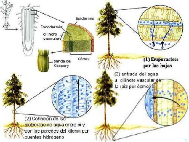 Transporte de agua