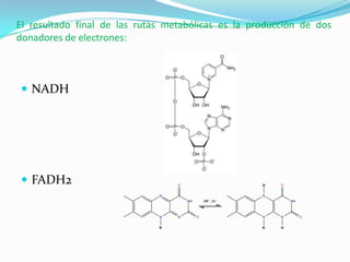 El resultado final de las rutas metabólicas es la producción de dos
donadores de electrones:



 NADH




 FADH2
 