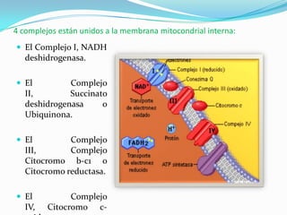4 complejos están unidos a la membrana mitocondrial interna:
 El Complejo I, NADH
   deshidrogenasa.

 El          Complejo
   II,        Succinato
   deshidrogenasa     o
   Ubiquinona.

 El          Complejo
   III,       Complejo
   Citocromo b-c1 o
   Citocromo reductasa.

 El           Complejo
   IV,   Citocromo c-
 