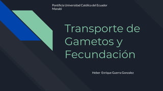 Transporte de
Gametos y
Fecundación
Heber Enrique Guerra Gonzalez
Pontiﬁcia Universidad Católica del Ecuador
Manabi
 