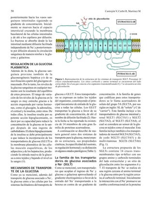 Transporte de glucosa reb | PDF
