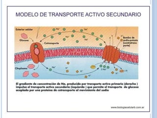 Transporte a través de la membrana celular
