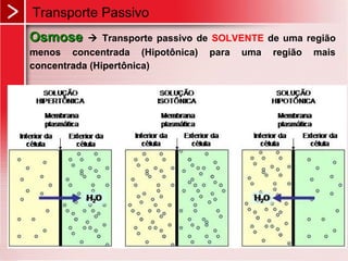 OsmoseOsmose  Transporte passivo de SOLVENTE de uma região
menos concentrada (Hipotônica) para uma região mais
concentrada (Hipertônica)
Transporte Passivo
 