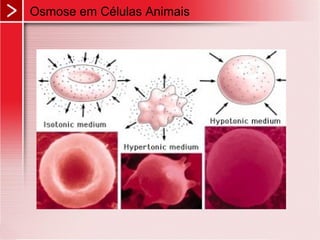 Osmose em Células Animais
 
