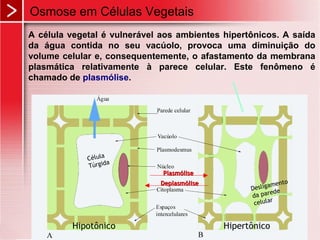 A célula vegetal é vulnerável aos ambientes hipertônicos. A saída
da água contida no seu vacúolo, provoca uma diminuição do
volume celular e, consequentemente, o afastamento da membrana
plasmática relativamente à parece celular. Este fenômeno é
chamado de plasmólise.
PlasmólisePlasmólise
DeplasmóliseDeplasmólise
Célula
Túrgida
Desligamento
da parede
celular
Hipotônico Hipertônico
Osmose em Células Vegetais
 