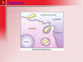 Fagocitose
 