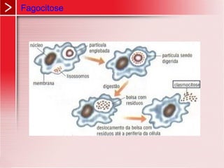 Fagocitose
 