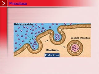 Pinocitose
 