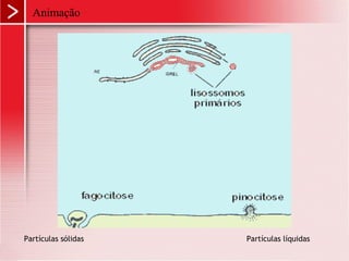 Animação
Partículas sólidas Partículas líquidas
 