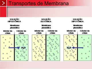 Transportes de Membrana
 