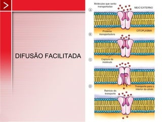 DIFUSÃO FACILITADA
 