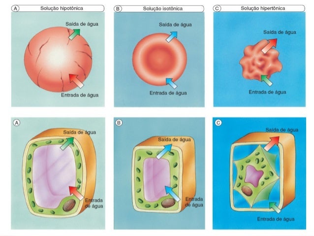 transporte em membrana Homeostasis y transporte a traves de membrana: homeostasis: en todos los organismos, los diversos procesos metabólicos deben ser. transporte em membrana Homeostasis y transporte a traves de membrana: homeostasis: en todos los organismos, los diversos procesos metabólicos deben ser.