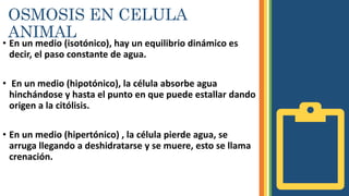 OSMOSIS EN CELULA
ANIMAL
• En un medio (isotónico), hay un equilibrio dinámico es
decir, el paso constante de agua.
• En un medio (hipotónico), la célula absorbe agua
hinchándose y hasta el punto en que puede estallar dando
origen a la citólisis.
• En un medio (hipertónico) , la célula pierde agua, se
arruga llegando a deshidratarse y se muere, esto se llama
crenación.
 