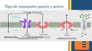 Tipo de transporte pasivo y activo
 