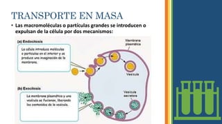 TRANSPORTE EN MASA
• Las macromoléculas o partículas grandes se introducen o
expulsan de la célula por dos mecanismos:
 