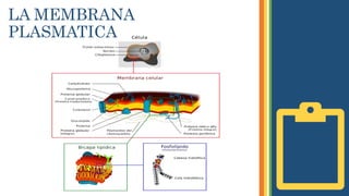 LA MEMBRANA
PLASMATICA
 