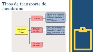 Tipos de transporte de
membrana
 