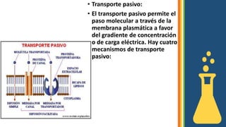 • Transporte pasivo:
• El transporte pasivo permite el
paso molecular a través de la
membrana plasmática a favor
del gradiente de concentración
o de carga eléctrica. Hay cuatro
mecanismos de transporte
pasivo:
 