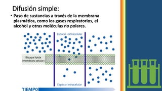 Difusión simple:
• Paso de sustancias a través de la membrana
plasmática, como los gases respiratorios, el
alcohol y otras moléculas no polares.
 