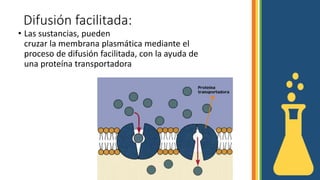 Difusión facilitada:
• Las sustancias, pueden
cruzar la membrana plasmática mediante el
proceso de difusión facilitada, con la ayuda de
una proteína transportadora
 