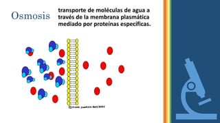 Osmosis
transporte de moléculas de agua a
través de la membrana plasmática
mediado por proteínas específicas.
 