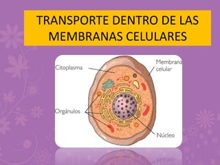 TRANSPORTE DENTRO DE LAS
MEMBRANAS CELULARES
 