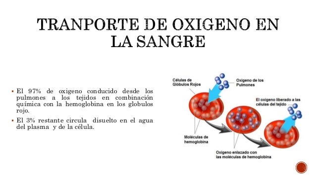 Transporte De Oxigeno Y Dioxido De Carbono