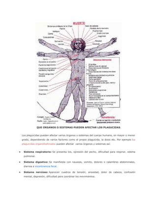 QUE ORGANOS O SISTEMAS PUEDEN AFECTAR LOS PLAGUCIDAS


Los plaguicidas pueden afectar varios órganos o sistemas del cuerpo humano, en mayor o menor
grado, dependiendo de varios factores como el propio plaguicida, la dosis etc. Por ejemplo los
plaguicidas organofosforados pueden afectar varios órganos y sistemas así:


 Sistema respiratorio: Se presenta tos, opresión del pecho, dificultad para respirar, edema
 pulmonar.

 Sistema digestivo: Se manifiesta con nauseas, vomito, dolores o calambres abdominales,
 diarrea e incontinencia fecal.

 Sistema nervioso: Aparecen cuadros de tensión, ansiedad, dolor de cabeza, confusión
 mental, depresión, dificultad para coordinar los movimientos.
 