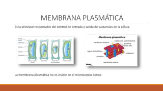 MEMBRANA PLASMÁTICA
Es la principal responsable del control de entrada y salida de sustancias de la célula.
La membrana plasmática no es visible en el microscopio óptico
 