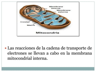  Las reacciones de la cadena de transporte de
 electrones se llevan a cabo en la membrana
 mitocondrial interna.
 