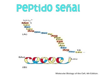 Peptido señal 