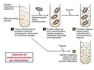 Captación de proteínas precursoras por mitocondrias  