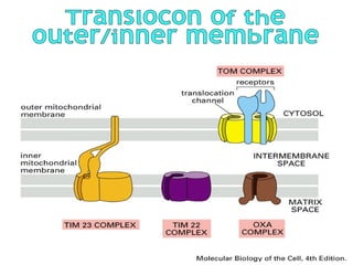 Translocon of the  outer/inner membrane 
