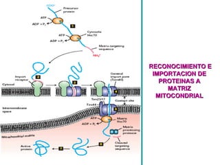 RECONOCIMIENTO E IMPORTACION DE PROTEINAS A MATRIZ MITOCONDRIAL 
