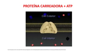 PROTEÍNA CARREADORA + ATP
https://lh3.googleusercontent.com/proxy/NVTFd8f7-ZH0GEUsxqhGn0lgirjpld0Jn_KklBo_X0EnXPpfJpD4QIApk5Mwrfr5qNREas9iuVGnbLBdPS7FQdSI-v5V2mYAqXYqty5vjxrWG95MqE2tLyWzkxyUNuIVNUrLwlOp
 