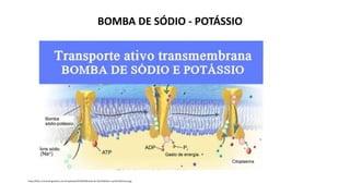 BOMBA DE SÓDIO - POTÁSSIO
https://files.cursoenemgratuito.com.br/uploads/2019/04/Bomba-de-s%C3%B3dio-e-pot%C3%A1ssio.jpg
 