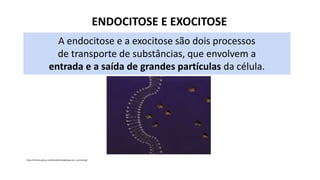 ENDOCITOSE E EXOCITOSE
A endocitose e a exocitose são dois processos
de transporte de substâncias, que envolvem a
entrada e a saída de grandes partículas da célula.
https://thumbs.gfycat.com/GraveBlushingBongo-size_restricted.gif
 