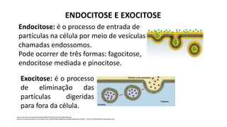 ENDOCITOSE E EXOCITOSE
Endocitose: é o processo de entrada de
partículas na célula por meio de vesículas
chamadas endossomos.
Pode ocorrer de três formas: fagocitose,
endocitose mediada e pinocitose.
Exocitose: é o processo
de eliminação das
partículas digeridas
para fora da célula.
https://i.pinimg.com/originals/56/e8/8a/56e88a5e2095767611b31bb768332db8.png
https://encrypted-tbn0.gstatic.com/images?q=tbn:ANd9GcQPNImx88zjIKG4LobjwRIpc5Aj8UgTU5TJaROmP_-iHfC3ELV-Hf9pjHJklfKNUu1I5bU&usqp=CAU
 