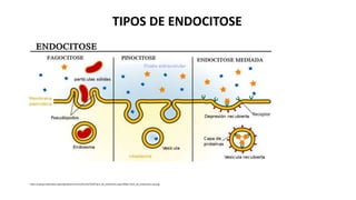 https://upload.wikimedia.org/wikipedia/commons/thumb/3/39/Tipos_de_endocitosis.svg/1200px-Tipos_de_endocitosis.svg.png
TIPOS DE ENDOCITOSE
 