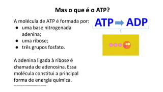 Mas o que é o ATP?
A molécula de ATP é formada por:
● uma base nitrogenada
adenina;
● uma ribose;
● três grupos fosfato.
A adenina ligada à ribose é
chamada de adenosina. Essa
molécula constitui a principal
forma de energia química.
https://thumbs.gfycat.com/AcademicEducatedClam-size_restricted.gif
ATP ADP
 