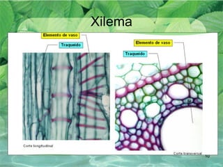 Xilema 