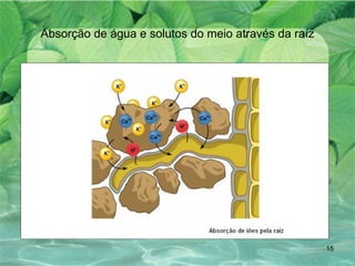 Absorção de água e solutos do meio através da raíz 