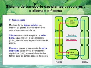 Sistema de transporte das plantas vasculares : o xilema e o floema O movimento de solutos orgânicos e de solutos inorgânicos no interior da planta através de tecidos condutores designa-se por TRANSLOCAÇÂO 
