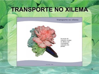 TRANSPORTE NO XILEMA 